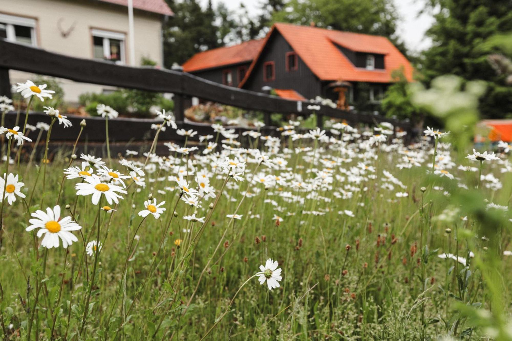 Terrassenhaus Im Harz, Pool, Sauna, Wlan Braunlage Eksteriør bilde