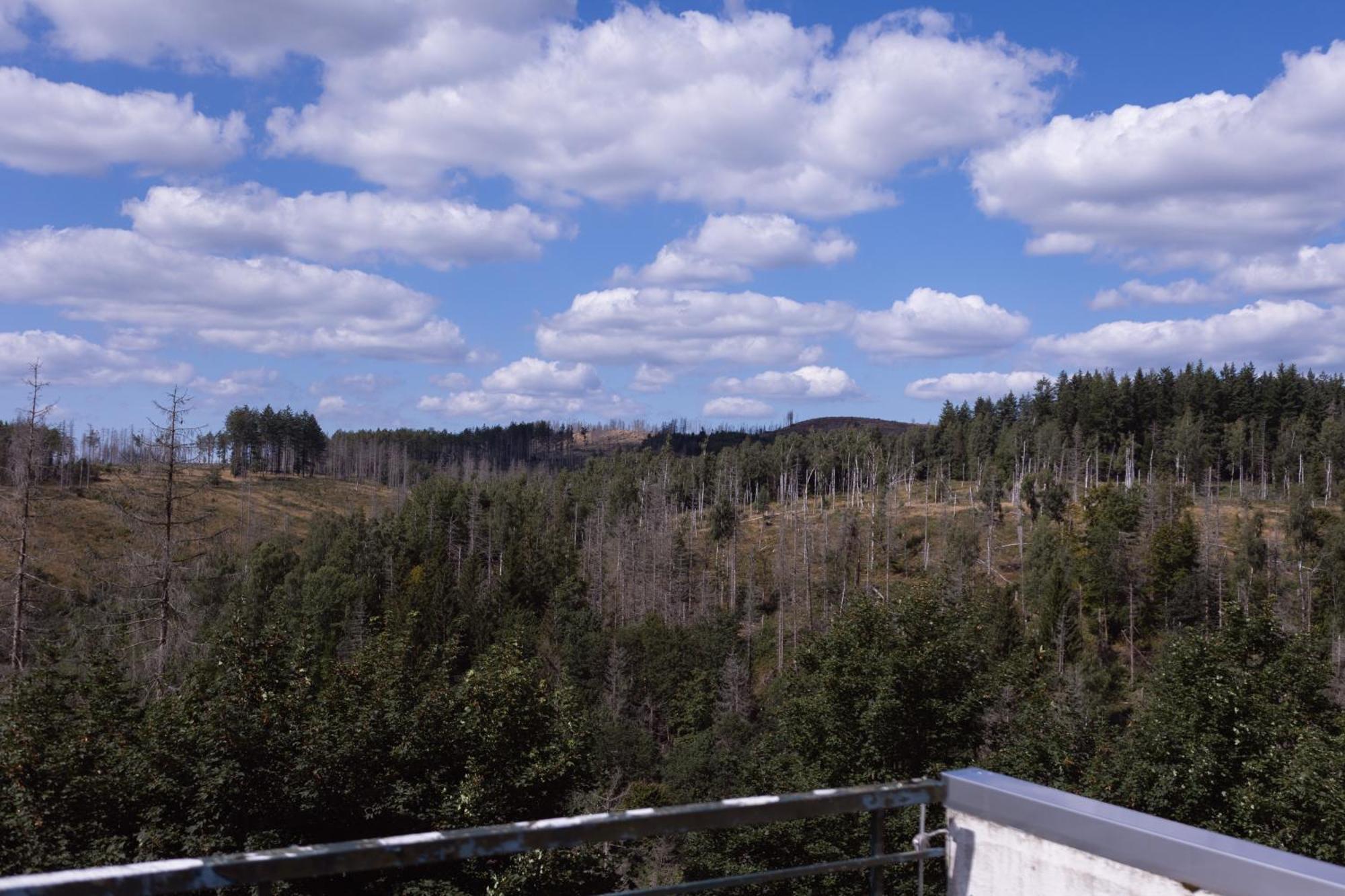 Terrassenhaus Im Harz, Pool, Sauna, Wlan Braunlage Eksteriør bilde